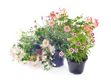 Fransız kadife çiçeği, Tagetes patula, beyaz arka planda.