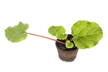 Beyaz arkaplan önünde Rheum bitkisi