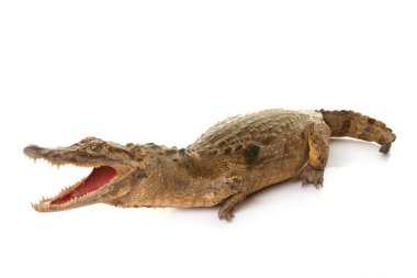 Stüdyoda timsah eti