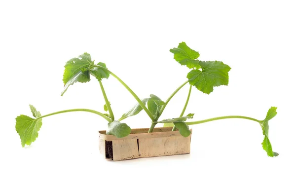 Zucchini Seedling Front White Background — Stock Photo, Image