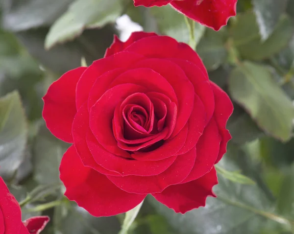 Perto Uma Rosa Árvore Jardim — Fotografia de Stock