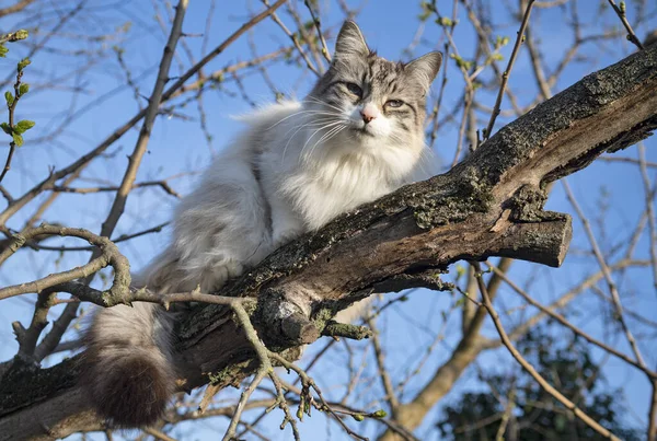 Ragdoll Katze Hockt Winter Auf Einem Ast — Stockfoto