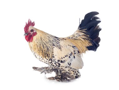 Beyaz arka planda küçük bir horoz.