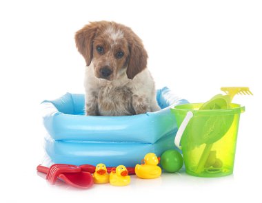 Beyaz arka planda köpek yavrusu Brittany Spaniel