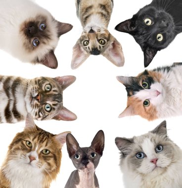 beyaz arkaplan önünde kedi grupları