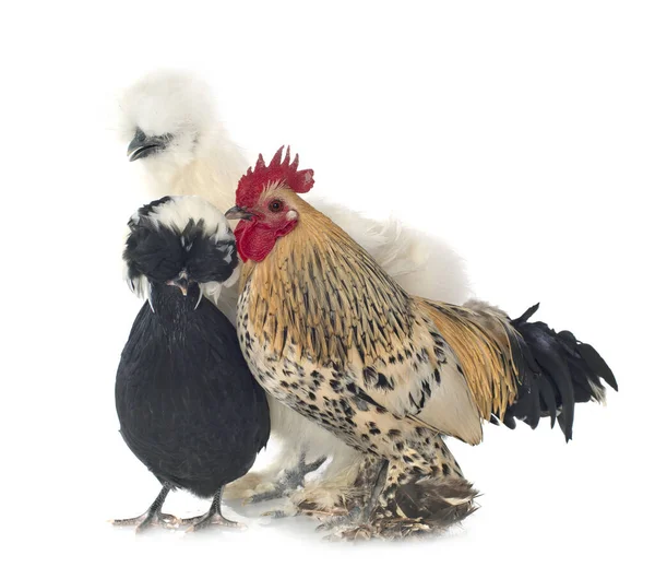 Gruppe Von Bantam Hühnern Auf Weißem Hintergrund — Stockfoto