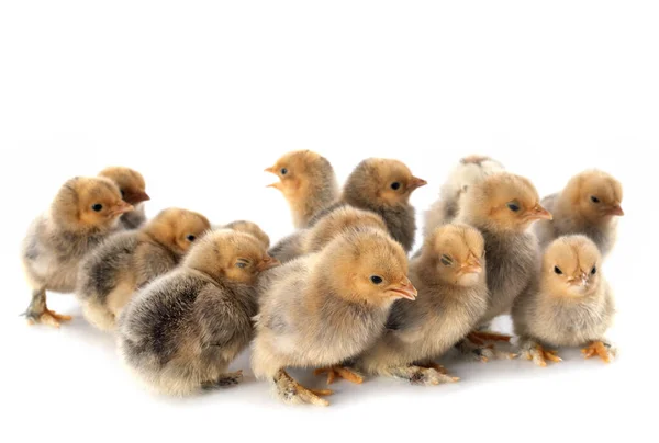 Group Chicks Front White Background — Stock Photo, Image