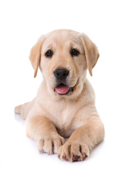 白い背景の前で子犬のラブラドールの検索 — ストック写真