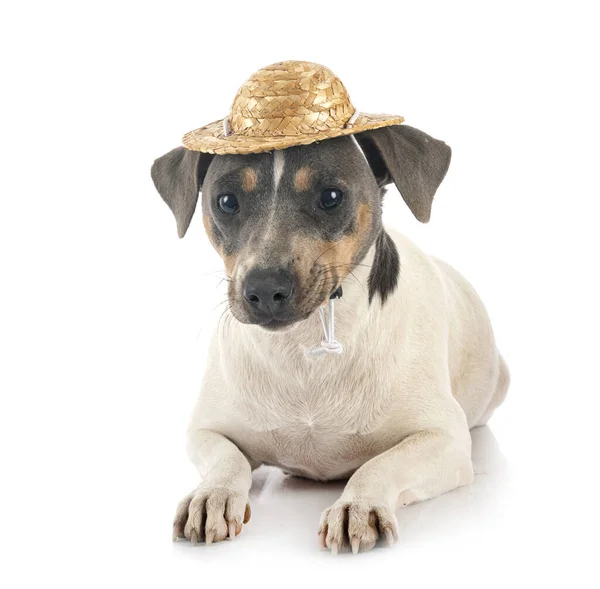 Brazilian Terrier Front White Background — Stock Photo, Image