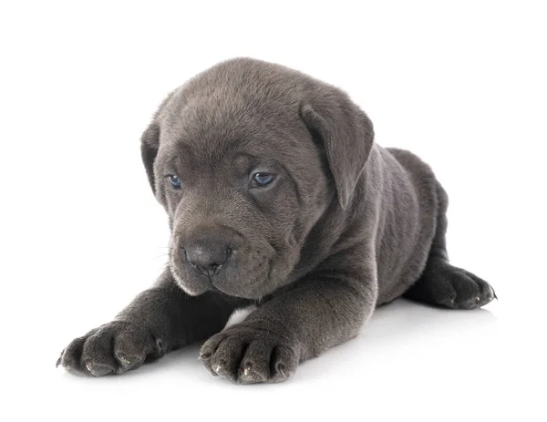 Cucciolo Mastino Italiano Davanti Sfondo Bianco — Foto Stock