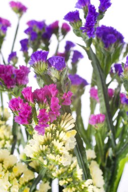 Beyaz arkaplan önünde Deniz lavantası