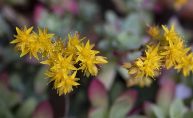 İlkbaharda bir bahçede Sempervivum çiçekleri