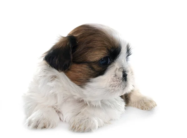 One Puppy Shitzu Front White Background — Stock Photo, Image