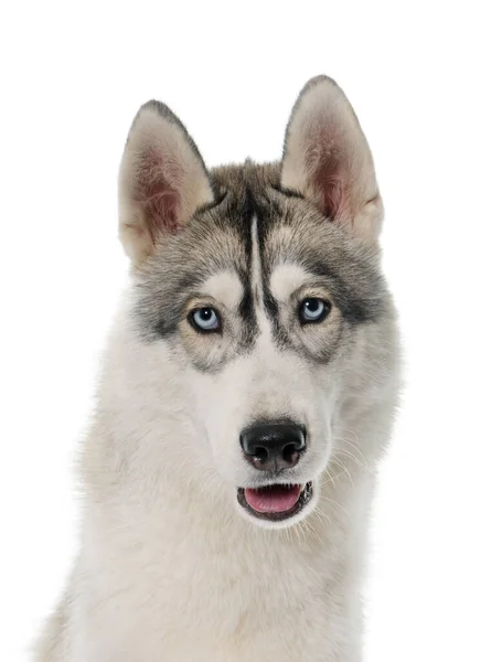 Grijs Siberisch Husky Voorkant Van Witte Achtergrond — Stockfoto