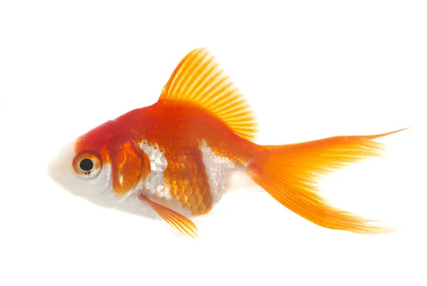 Red Goldfish Aquarium Front White Background — Stock Photo, Image