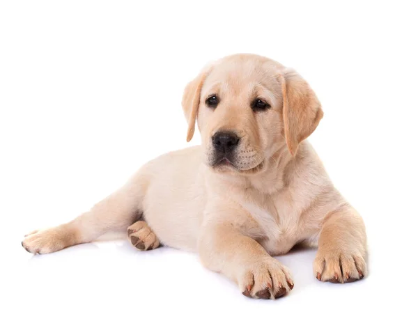 Filhote Cachorro Labrador Retriever Frente Fundo Branco — Fotografia de Stock