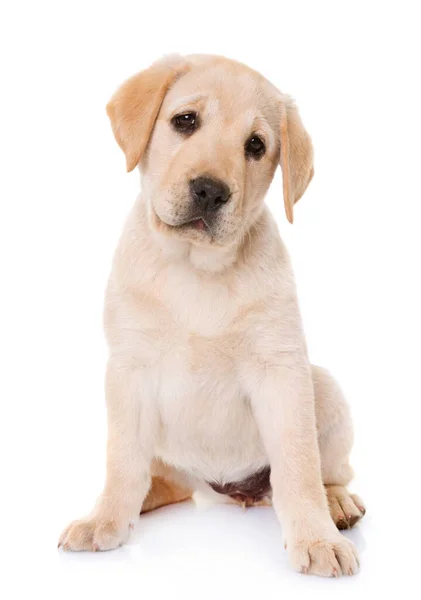 Puppy Labrador Retriever Voorkant Van Witte Achtergrond — Stockfoto