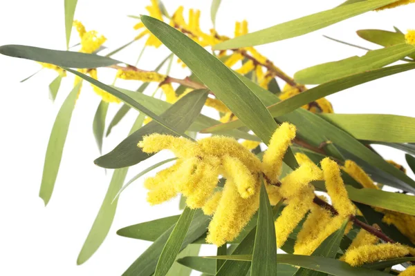 Beyaz Arkaplan Önünde Akasya Longifolia — Stok fotoğraf