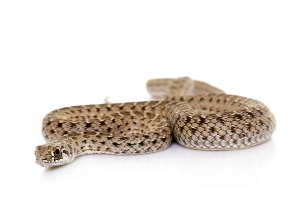 Montpellier Serpente Frente Fundo Branco — Fotografia de Stock