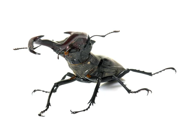 Lucanus Cervus Előtt Fehér Háttér — Stock Fotó