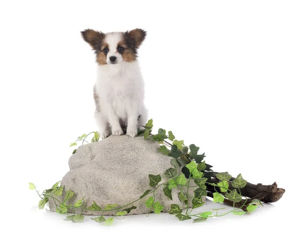 Cachorro Papillon Cão Frente Fundo Branco — Fotografia de Stock