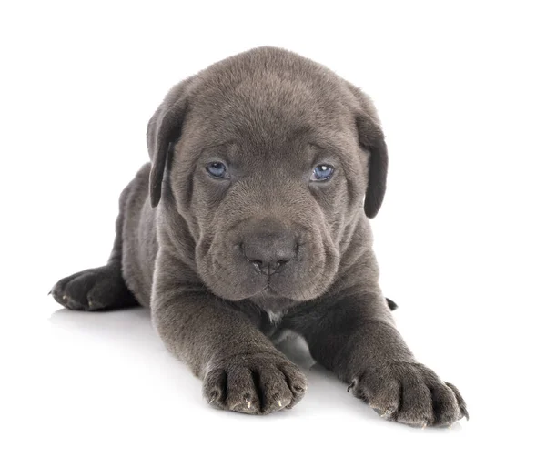 Pup Italiaanse Mastiff Voorkant Van Witte Achtergrond — Stockfoto