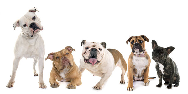 five bulldogs in front of white background