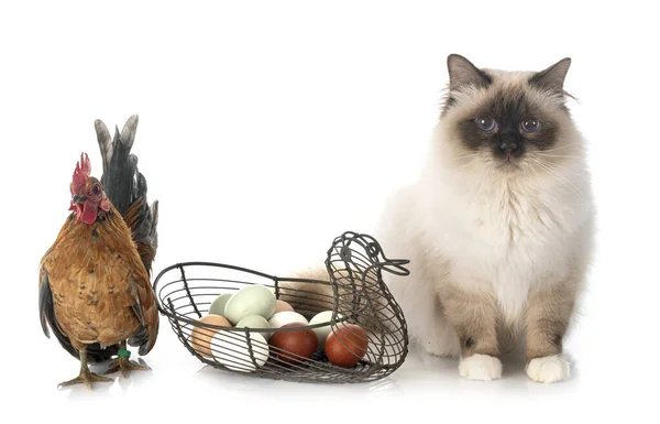 Malaysische Serama Und Birmankatze Vor Weißem Hintergrund — Stockfoto