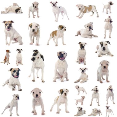 Beyaz arkaplan önünde Amerikan Bulldog grubu
