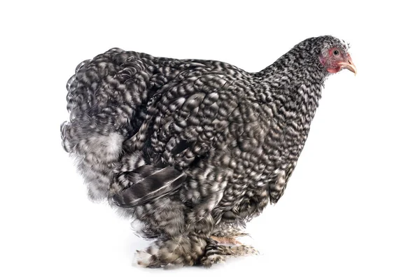 Kuckuck Cochin Huhn Vor Weißem Hintergrund — Stockfoto