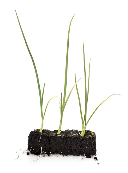 Onion Seedling Front White Background — Stock Photo, Image