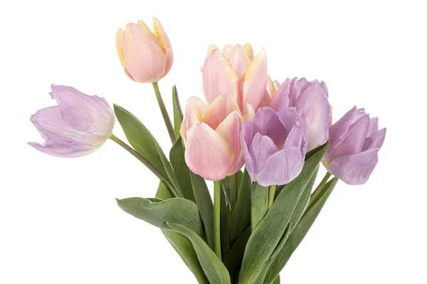 Bouquet Tulipes Devant Fond Blanc — Photo