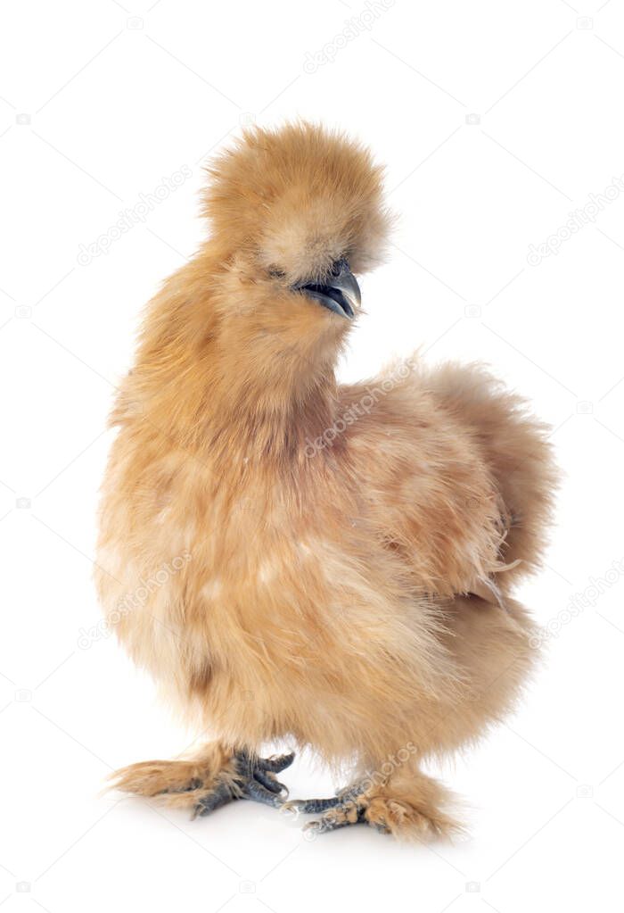 bantam silkie in front of white background