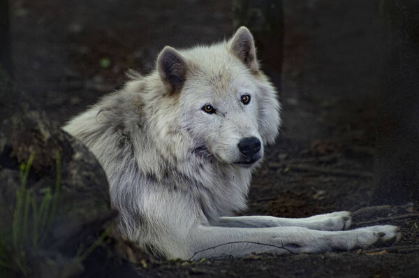 Portrait of an Arctic wolf in a forest