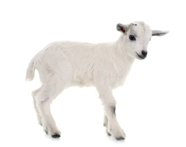 White Young Goat Front White Background — Stock Photo, Image