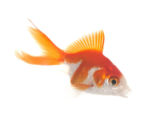 Peixinho Vermelho Aquário Frente Fundo Branco — Fotografia de Stock