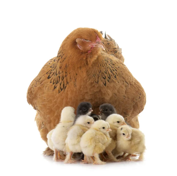 Брахма Курица Цыплята Студии — стоковое фото