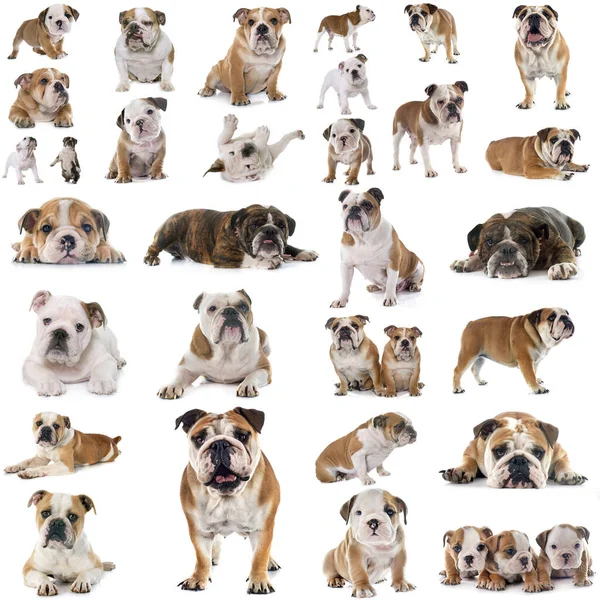 Gruppo Bulldog Inglesi Davanti Sfondo Bianco — Foto Stock