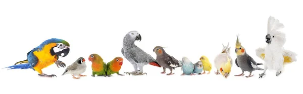 Group Birds Front White Background — Stock Photo, Image