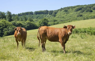 Aveyron 'da bir tarladaki Aubrac sığırlarının portresi