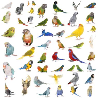 Beyaz arkaplan önünde Psittacidae grubu