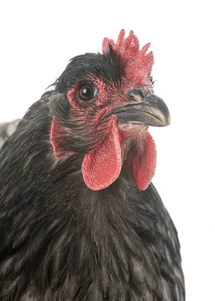 Orpington Kyckling Framför Vit Bakgrund — Stockfoto