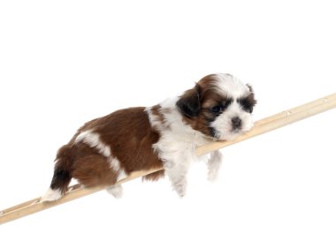 Yavru köpek, beyaz arka planda oynuyor.