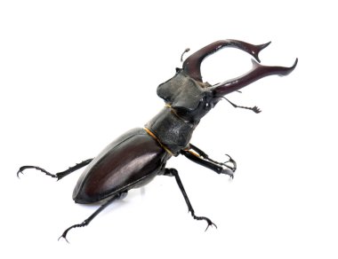 Beyaz arkaplan önünde Lucanus cervus