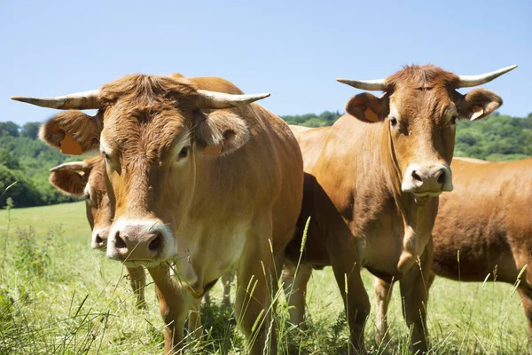 Aveyron Bir Tarladaki Aubrac Sığırlarının Portresi — Stok fotoğraf