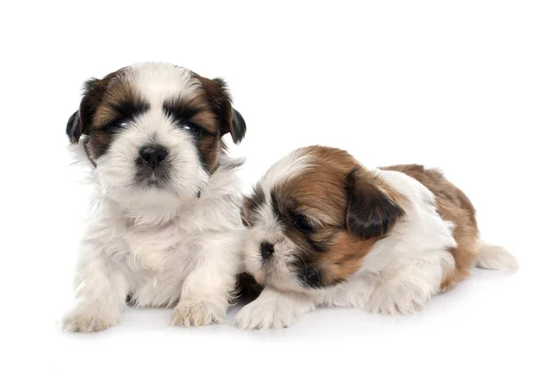 Two Puppies Shitzu Front White Background — Stock Photo, Image