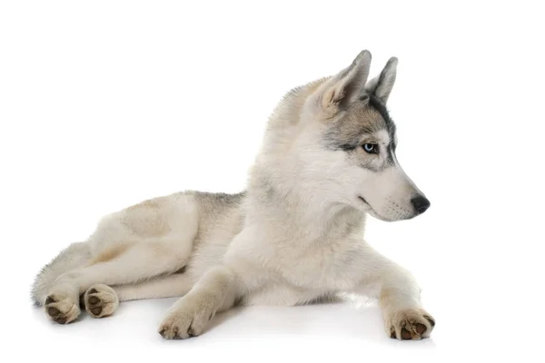 Cinza Siberiano Husky Frente Fundo Branco — Fotografia de Stock