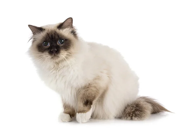 Birman Cat Beyaz Arkaplanının Önünde — Stok fotoğraf