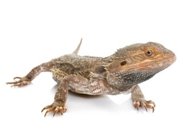 Beyaz arka planda sakallı ejderhalar