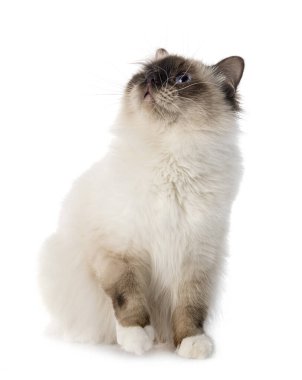 Birman Cat beyaz arkaplanının önünde